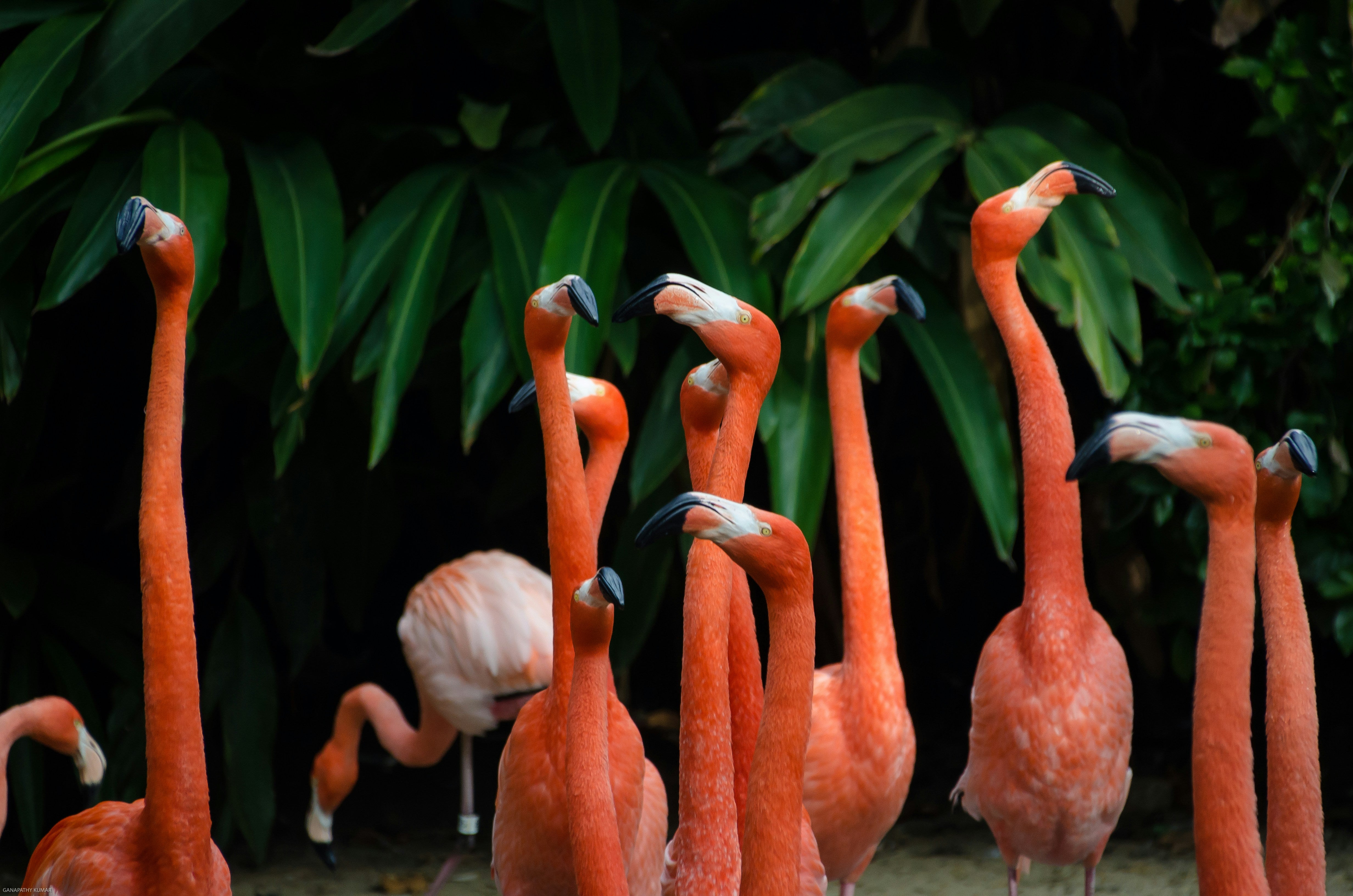 Close-up of flamingos with lush green foliage in the background, symbolizing bold, eye-catching branding and strategies.