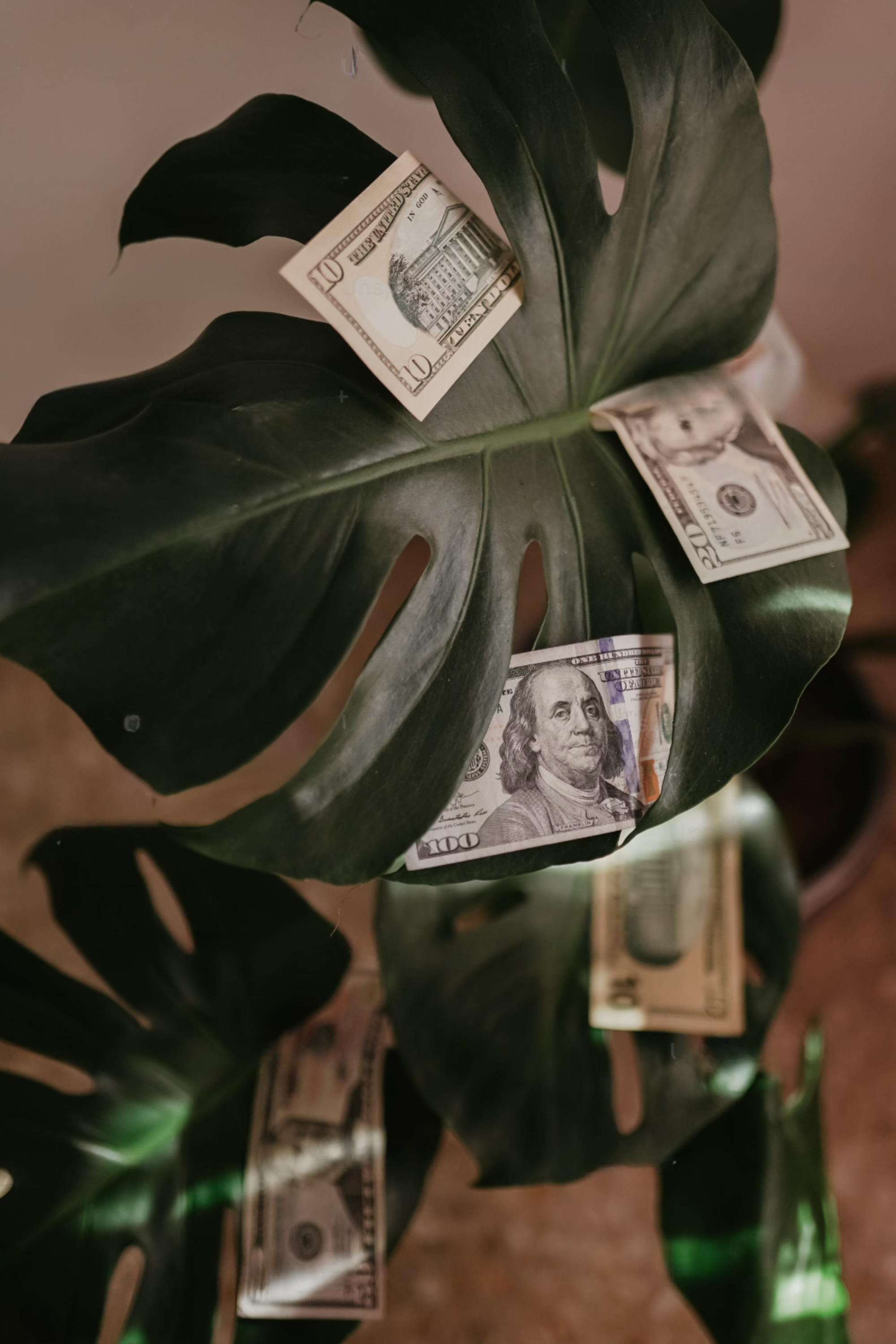 Tropical plant with dollar bills symbolizing growth and financial success.