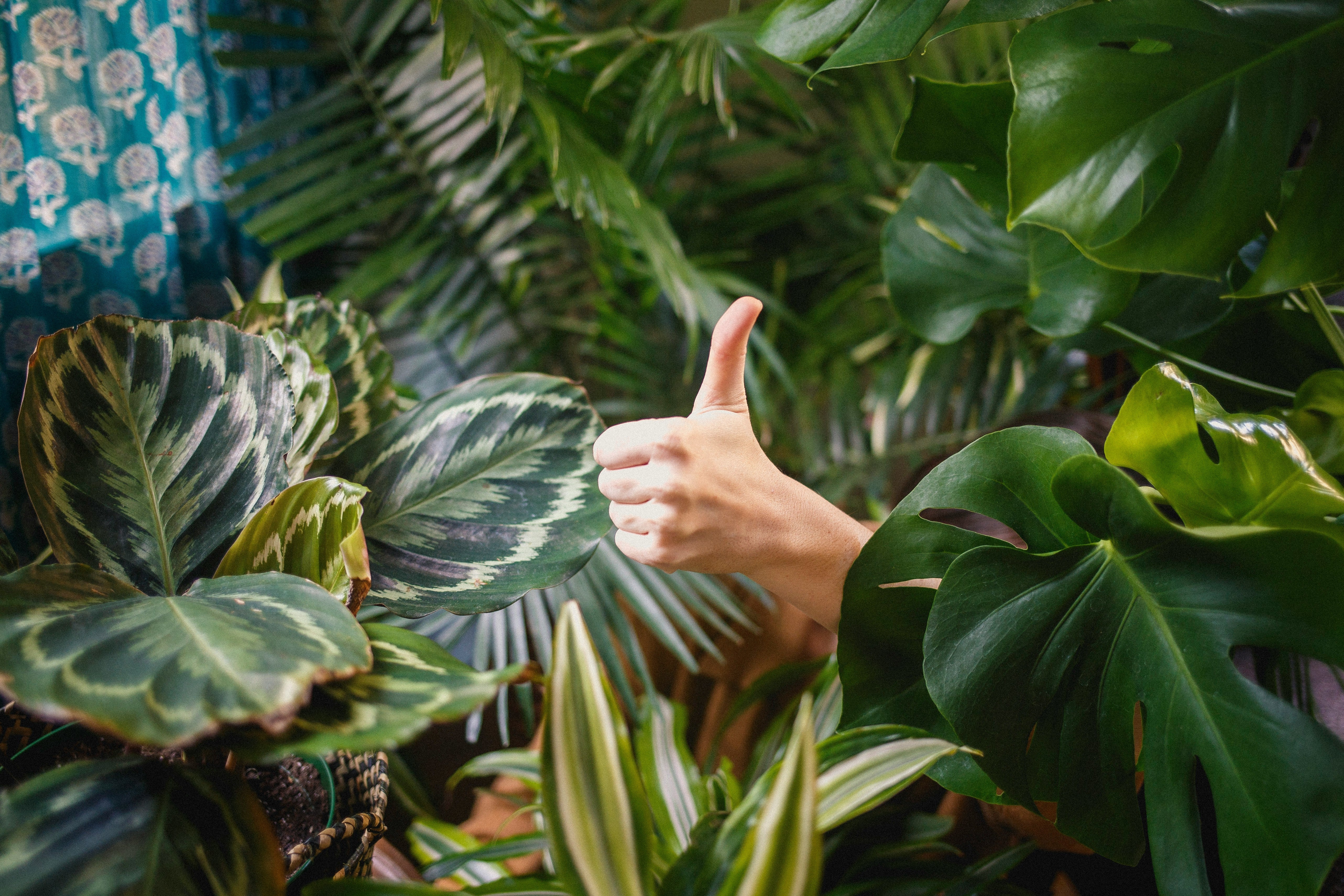 Thumbs-up gesture amidst lush tropical leaves, paired with a testimonial  about achieving incredible results and capturing leads with the digital command marketing agency